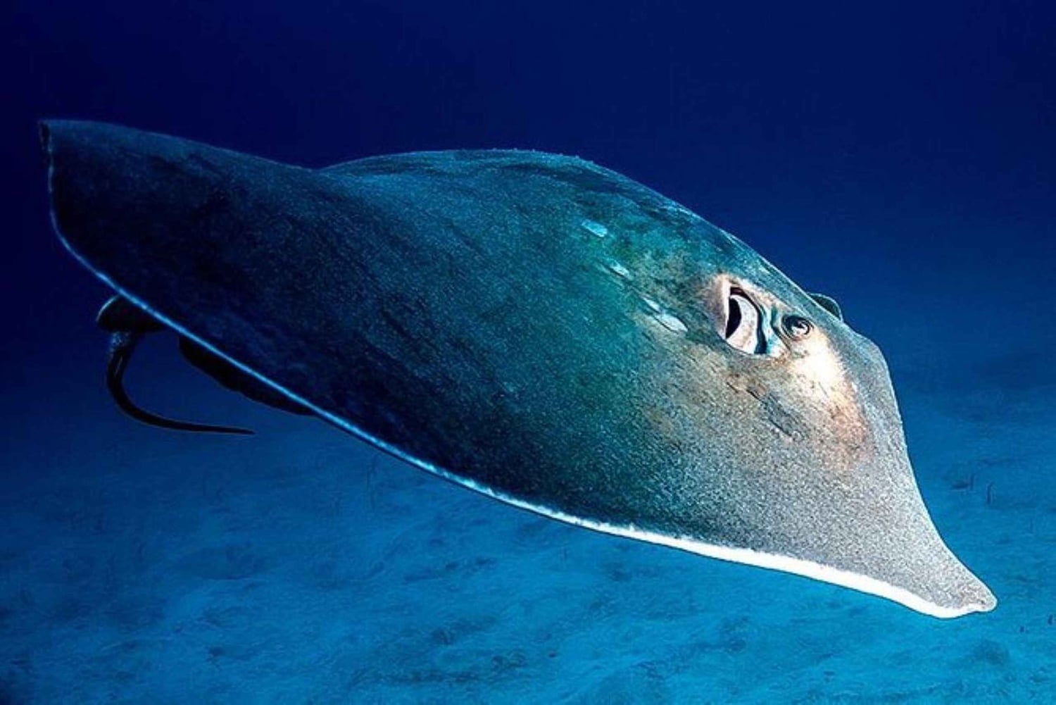 Tenerife: Snorkling på jagt efter skildpadder og rokker