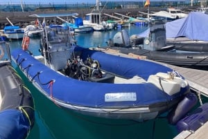 Tenerife: Snorkling på jagt efter skildpadder og rokker