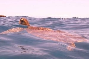 Teneriffa: Tenife: Snorklauskierros merensuojelualueella.