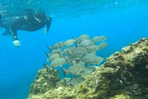 Tenerife: Snorkeling Tour in a Marine Protected Area