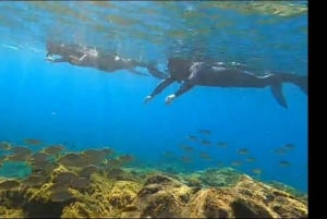 Teneriffa: Tenife: Snorklauskierros merensuojelualueella.