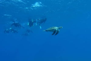 Tenerife: Snorkeltour in een beschermd zeegebied