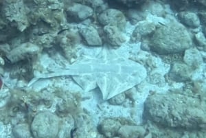 Tenerife: Snorkeltour in een beschermd zeegebied