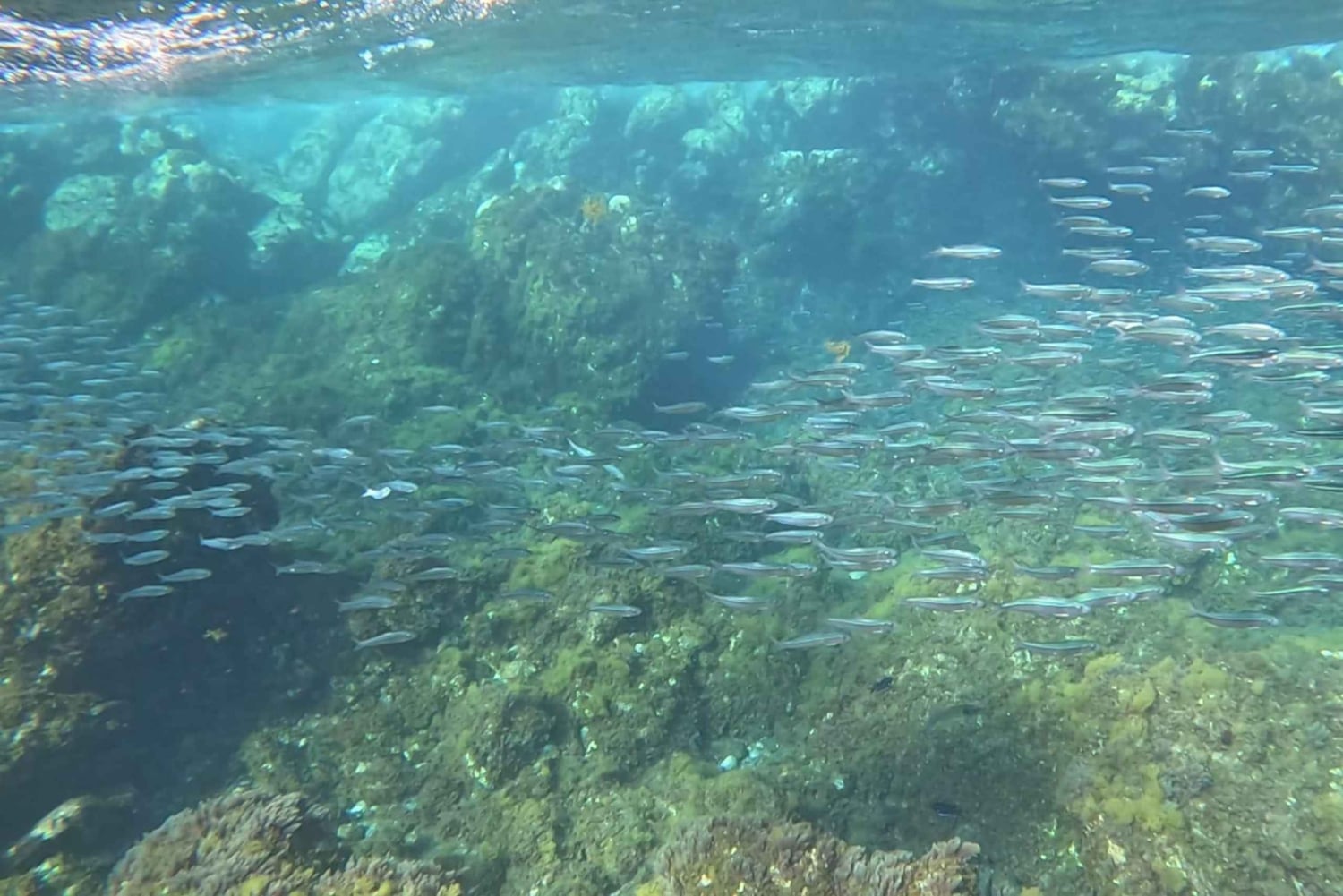 Tenerife: Snorkeltur velegnet til IKKE-SVØMMERE