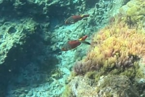 Tenerife: Snorkeltur velegnet til IKKE-SVØMMERE