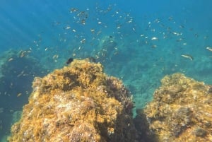 Tenerife: Snorkeltur velegnet til IKKE-SVØMMERE