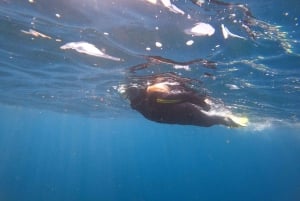 Tenerife: Excursión de snorkel en un hábitat de tortugas