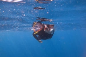 Tenerife: Snorkeling Trip in a Turtle Habitat