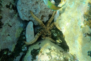 Tenerife : Snorkeling underwater with freediving Instructor