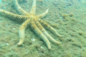 Tenerife : Snorkeling underwater with freediving Instructor