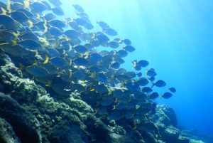 Tenerife: Snorkeling subaquático com instrutor de mergulho livre