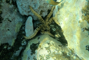Tenerife: Snorkeling subaquático com instrutor de mergulho livre