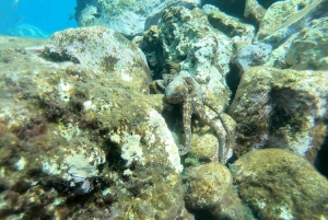 Tenerife: Snorkeling subaquático com instrutor de mergulho livre