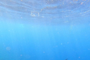 Tenerife: Snorkeling subaquático com instrutor de mergulho livre