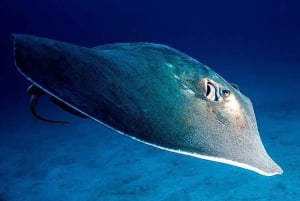 Tenerife: Snorkling på jagt efter skildpadder og rokker