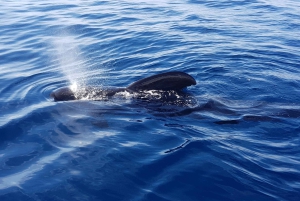 Tenerife: Båttur og utflukt til sjøen på Sørøya