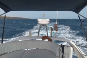 Tenerife sur: safari con barco de lujo , encuentros con animales