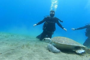 Tenerife south: Scuba Dive for beginners in Adeje