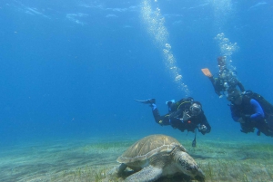 Teneriffan eteläosa: Adejessa: Sukellus aloittelijoille Adejessa.