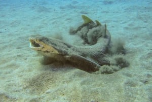 Tenerife: SSI Advanced Adventurer Diving Course