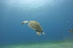 Tenerife sur: Buceo para principiantes en Adeje