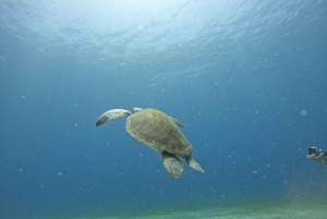 Tenerife sur: Winkel voor beginners in Adeje