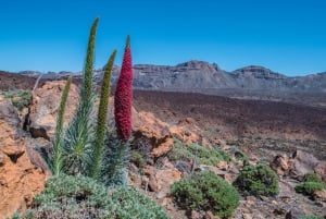 Tenerife: Teide y Las Cañadas Tour de medio día