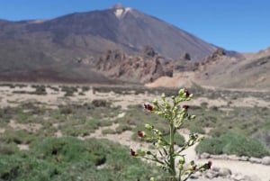 Tenerife: Teide, Garachico, Icod, and Masca Full-Day Tour