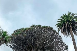 Teneryfa: Teide, Garachico, Icod i Masca - całodniowa wycieczka