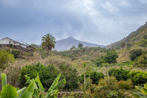 Balades Découverte Teide - La Orotava - Icod de los Vinos