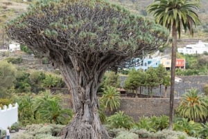 Balades Découverte Teide - La Orotava - Icod de los Vinos