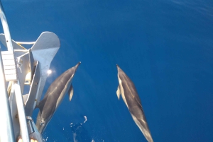 Tenerife: Teide nasjonalpark og Dolphins Sailboat Tour