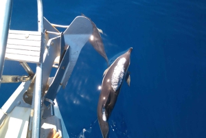 Tenerife: Teide nasjonalpark og Dolphins Sailboat Tour