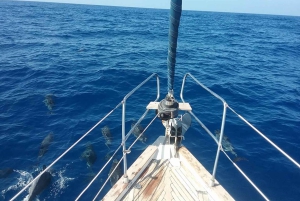 Tenerife: Teide nasjonalpark og Dolphins Sailboat Tour