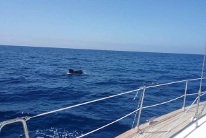 Tenerife: Teide nasjonalpark og Dolphins Sailboat Tour