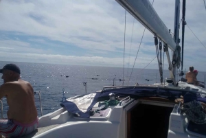 Tenerife: Teide nasjonalpark og Dolphins Sailboat Tour