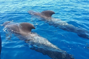 Tenerife: Teide nasjonalpark og Dolphins Sailboat Tour