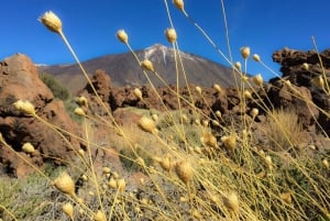 Tenerife: tour privato del Parco Nazionale del Teide e del Parco Rurale di Teno