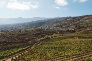 Tenerife: Tenerife Gastro Wine North Experience