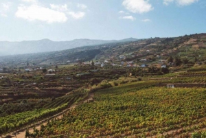 Tenerife GastroWine: Wine Tour in La Orotava