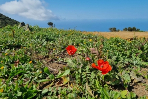 Tenerife: Teno & Lunar Scenery Guided Hike + Canarian Food