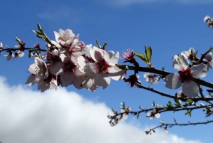 Tenerife: The Almond Blossom Trail
