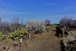 Tenerife: The Almond Blossom Trail