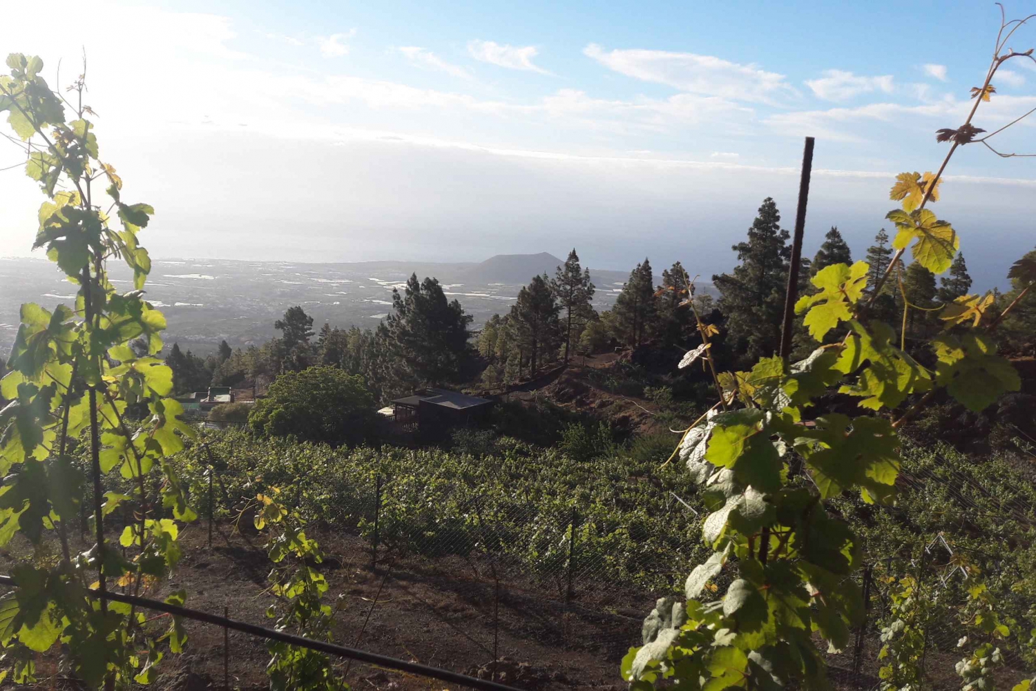 Tenerife: Tour of an Organic Vineyard with Tasting & Snacks