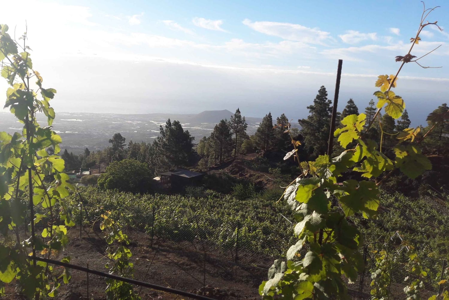 Tenerife: Tour of an Organic Vineyard with Tasting & Snacks