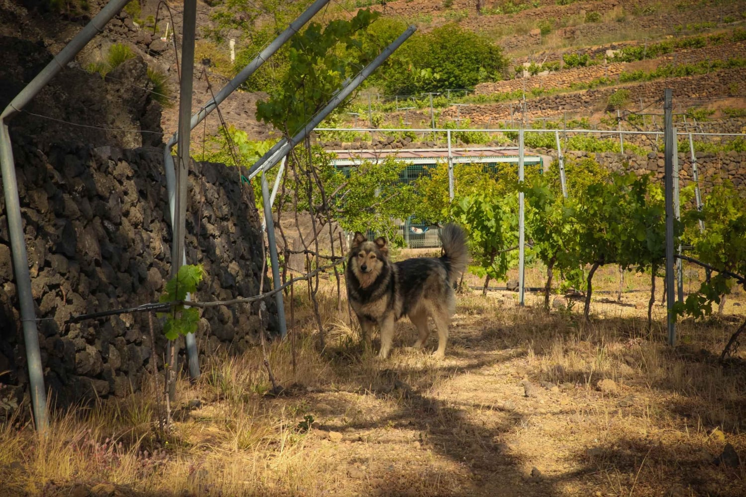 Tenerife: Tour of an Organic Vineyard with Tasting & Snacks