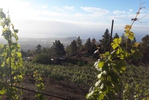 Tenerife: Tour of an Organic Vineyard with Tasting & Snacks