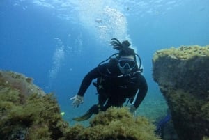 Tenerife: Beginner's Dive at a Spot with Turtle Sightings