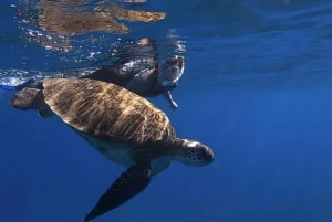 Tenerife: Snorkelopdagelse i Turtle Bay med video