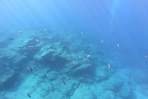 Tenerife: Underwater Lava Tongues Snorkel Excursion